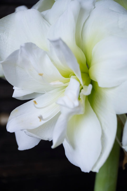 Amaryllis Marylin