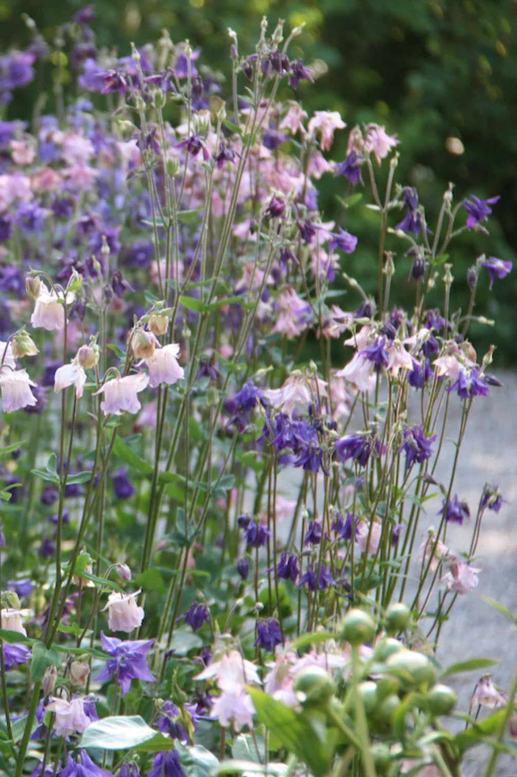 Heimische Wildblumen – 9 Packungen