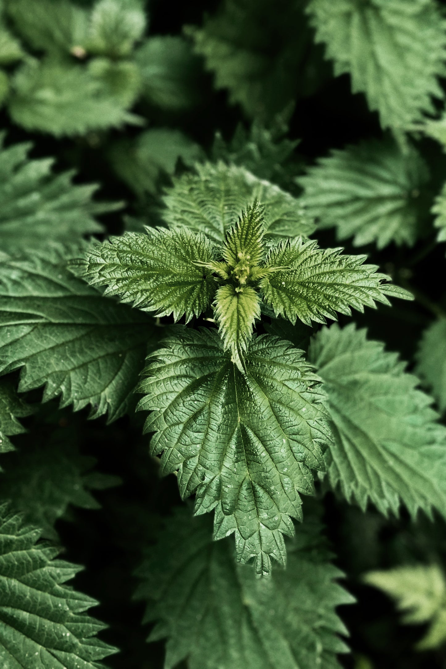 Bio Brennnessel-Pellets