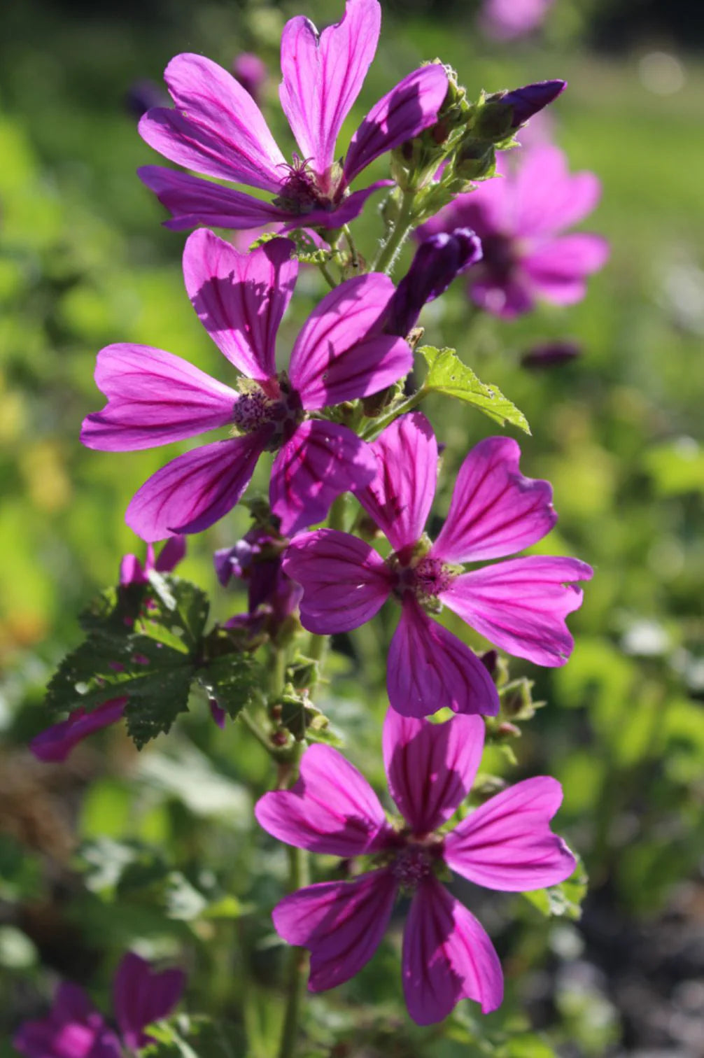 Heimische Wildblumen – 9 Packungen