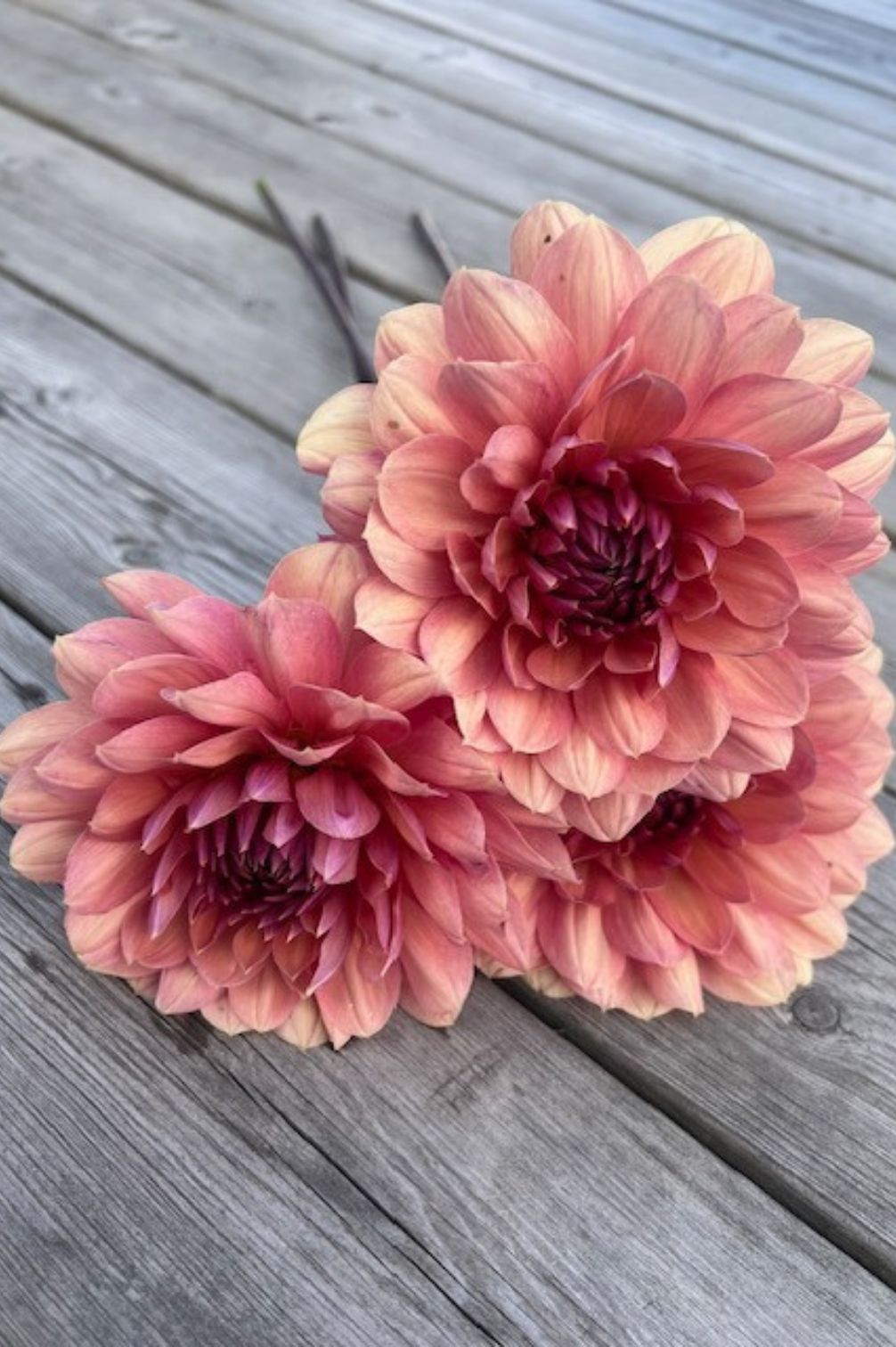 Dahlie "Château de la Bourdaisière" – Bio