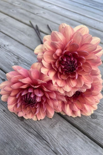 Dahlie "Château de la Bourdaisière" – Bio