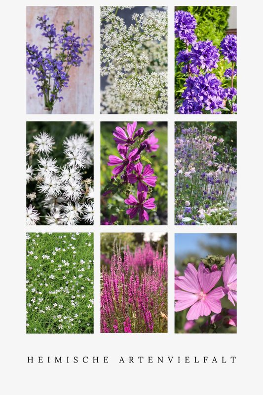 Heimische Wildblumen – 9 Packungen