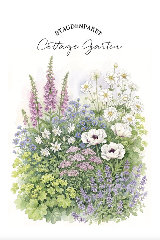 Bio-Staudenpaket "Cottage Garten" – 16 Pflanzen
