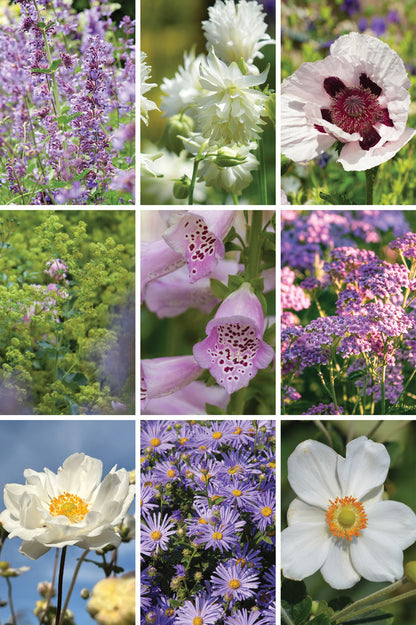 TEST-Staudenpaket "Cottage Garten" – 16 Pflanzen (Kopie)