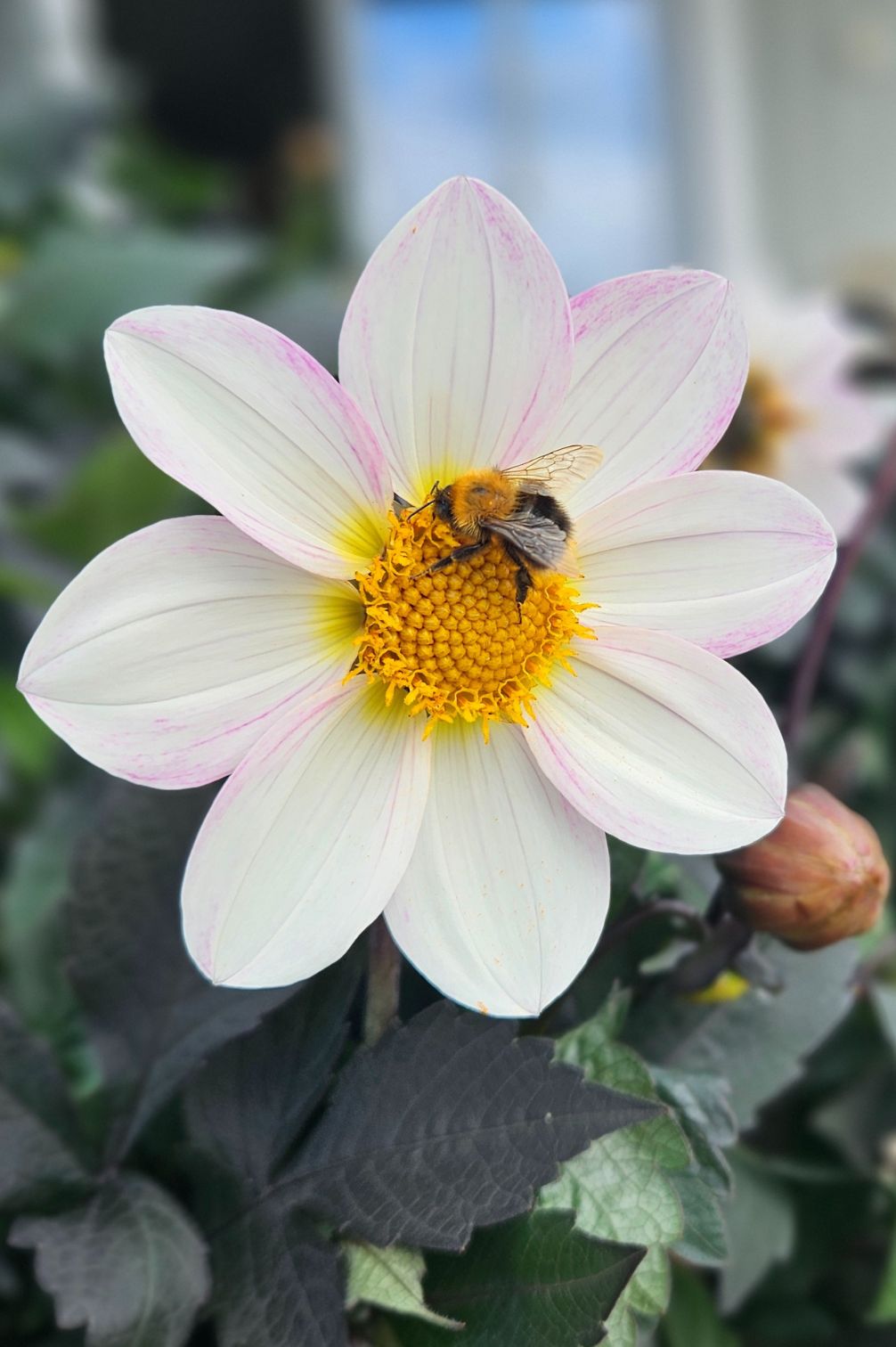 Dahlie "Dahlegria White"