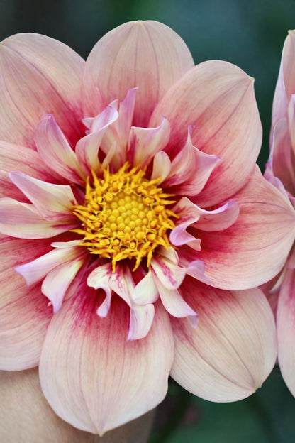 Dahlie "Rhubarb & Custard"