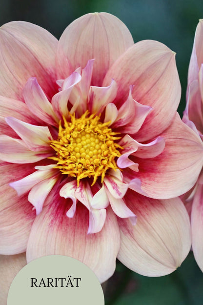 Dahlie "Rhubarb & Custard"