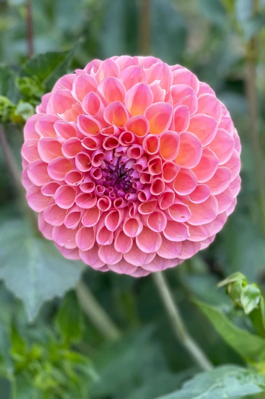 Pflückglück "Sunrise"