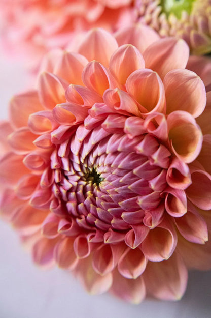 Pflückglück "Sunrise"