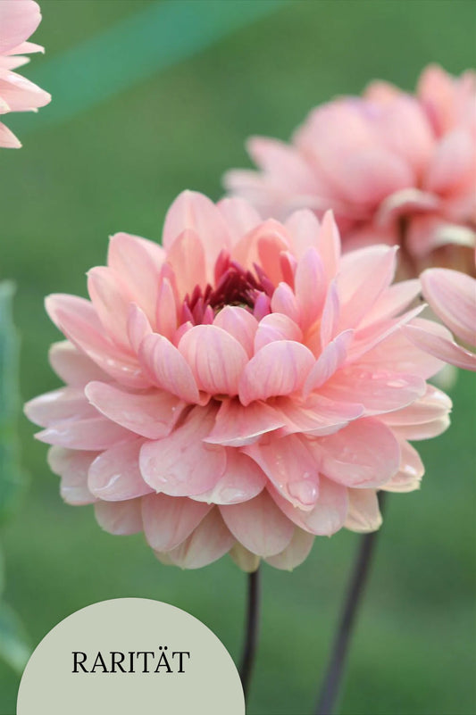 Dahlie "Château de la Bourdaisière" – Bio