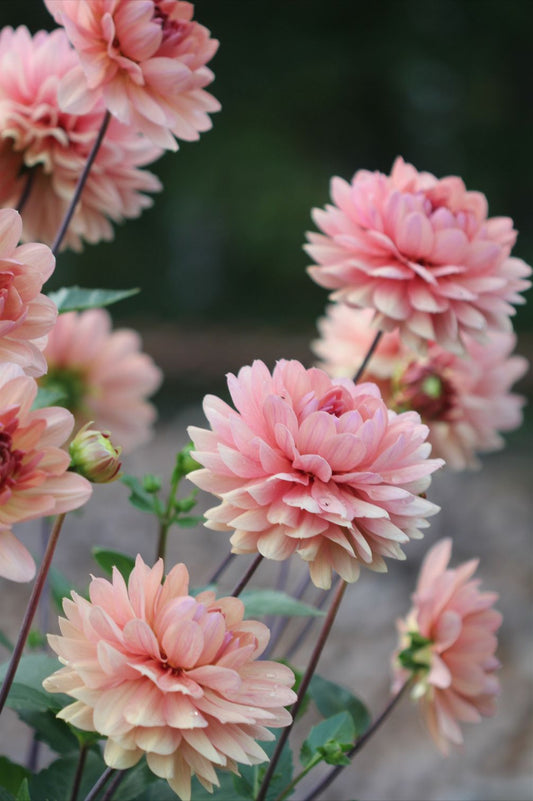 Dahlie "Chateau de la Bourdaisiere" – Bio