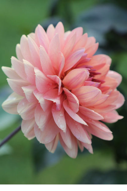 Dahlie "Chateau de la Bourdaisiere" – Bio