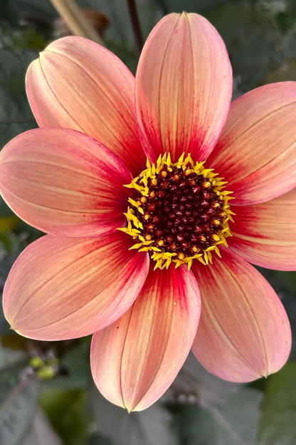 Dahlie "HS Single Kiss"