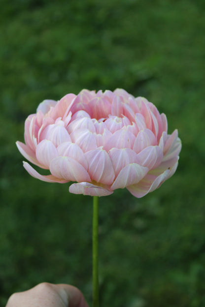 Dahlie "Hapet Old Charm"