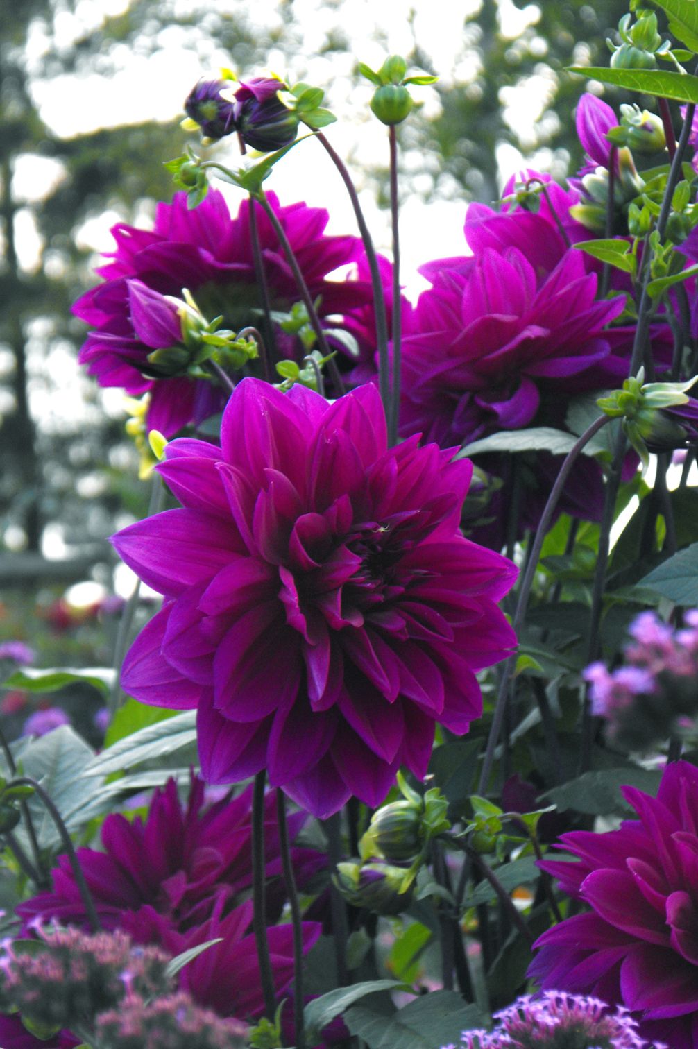 Dahlie "Thomas A. Edison"