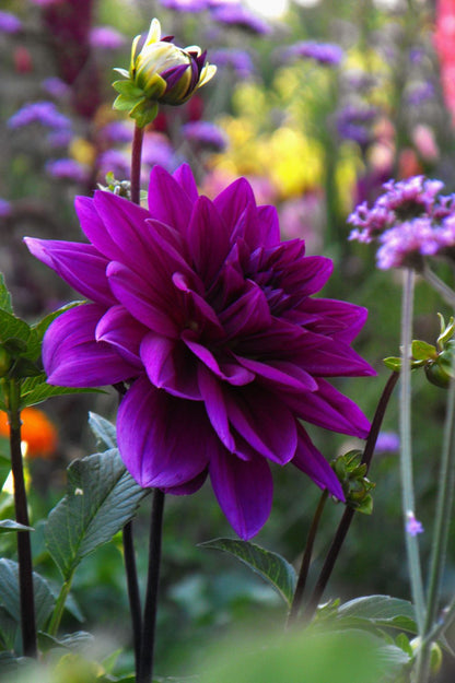 Dahlie "Thomas A. Edison"