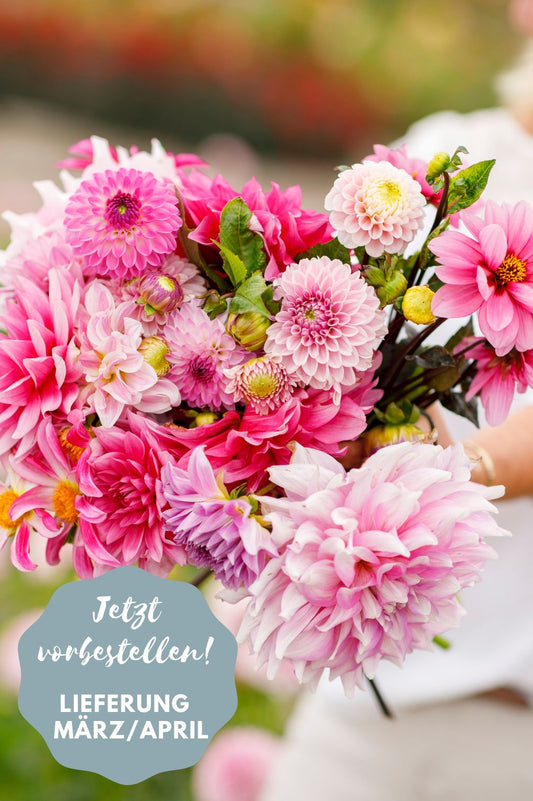 Dahlien-Mix Rhapsody in Pink