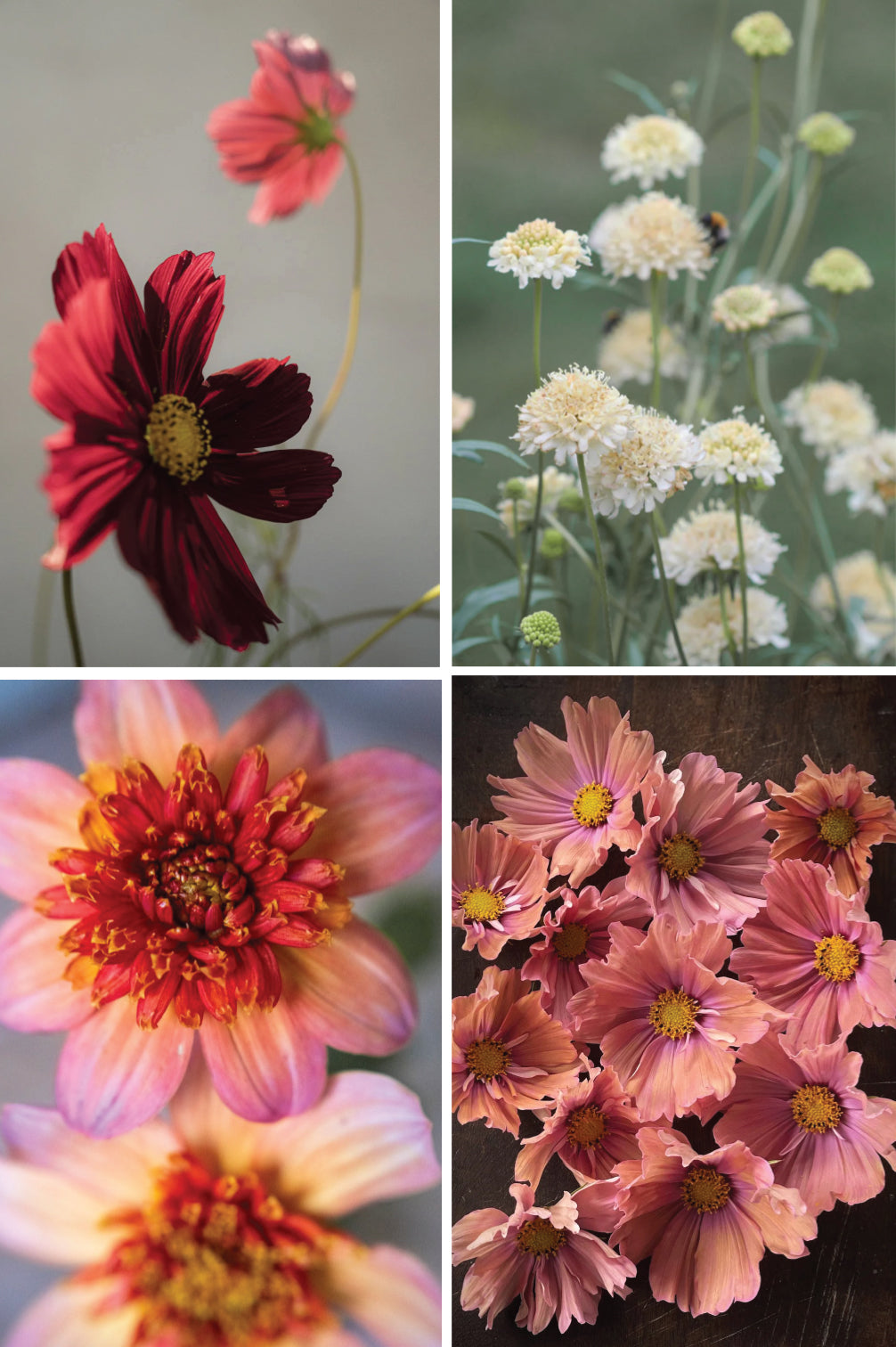 Pflückglück "Crimson"