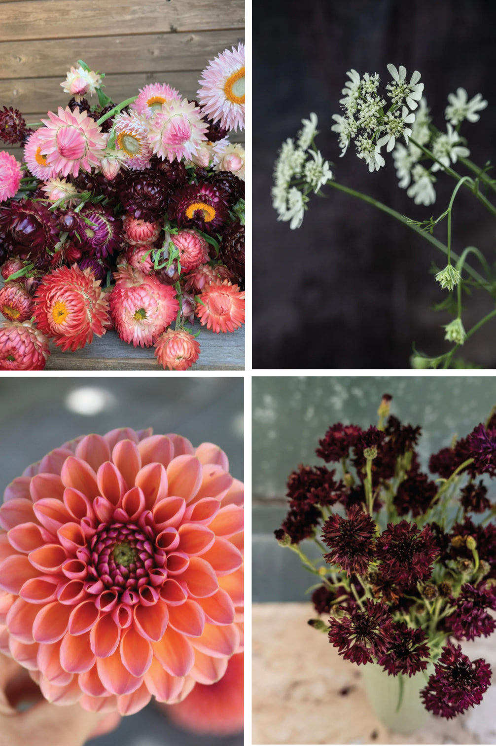 Pflückglück "Crimson"