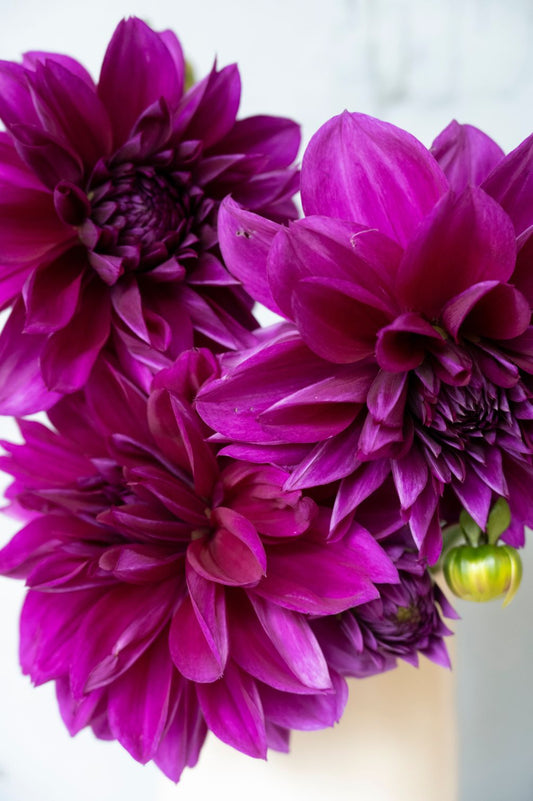 Dahlie Thomas Edison – purpurfarbene Dahlienblüte in weißer Vase