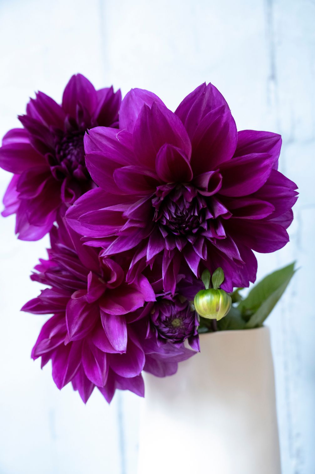 Dahlie "Thomas A. Edison"