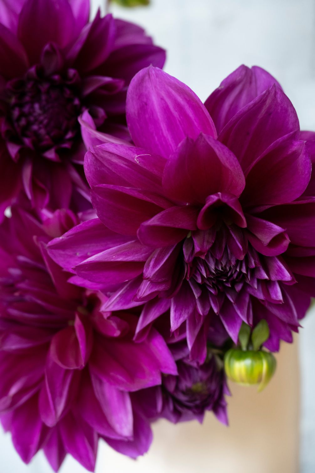 Dahlie Thomas Edison – purpurfarbene Dahlienblüte in Nahaufnahme