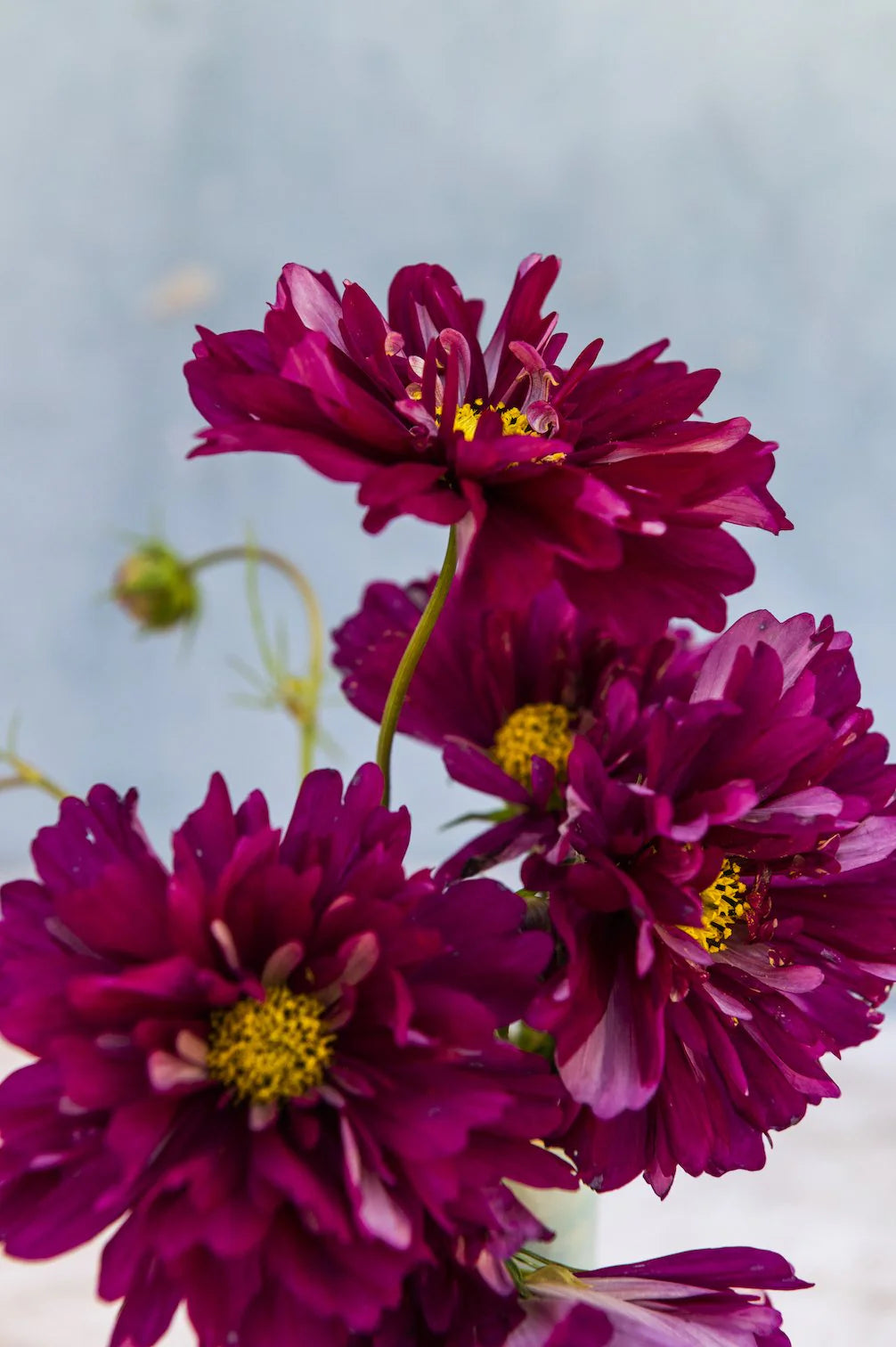 Pflückglück "Sunrise"