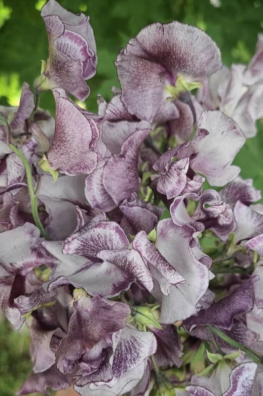 Duftwicke "Nimbus" – Bio