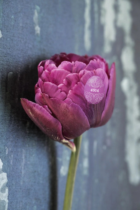 Tulip "Jinan" – 10 Bulbs