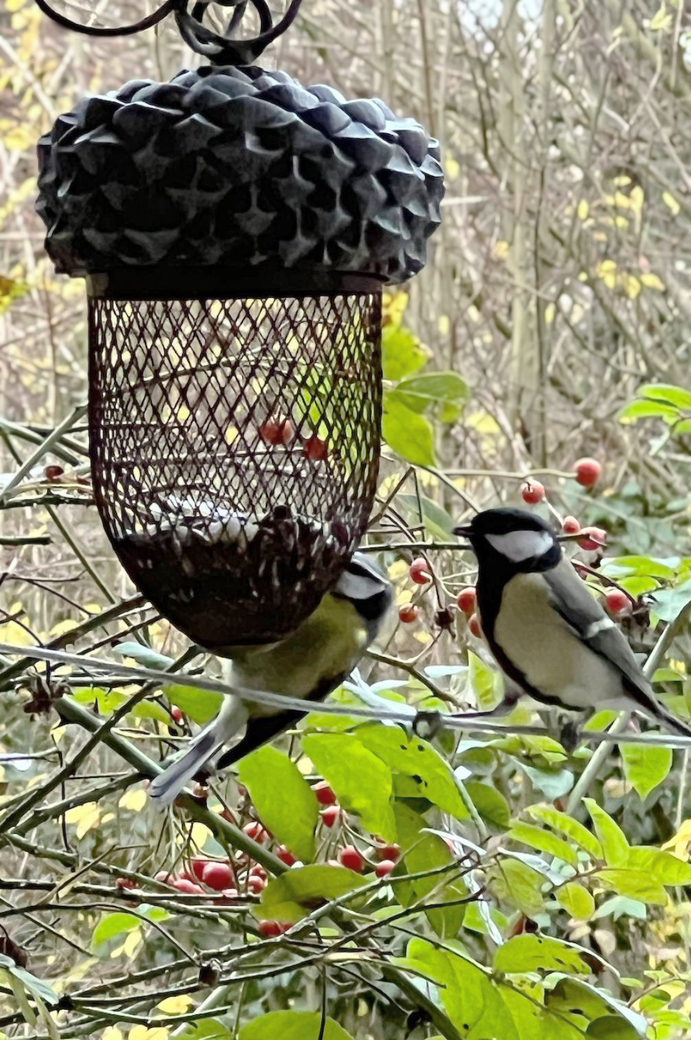 Futterstelle in der Eichel