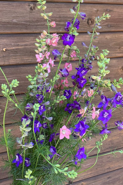 rittersporn dünger Garten-Rittersporn – bio – My Cottage Garden