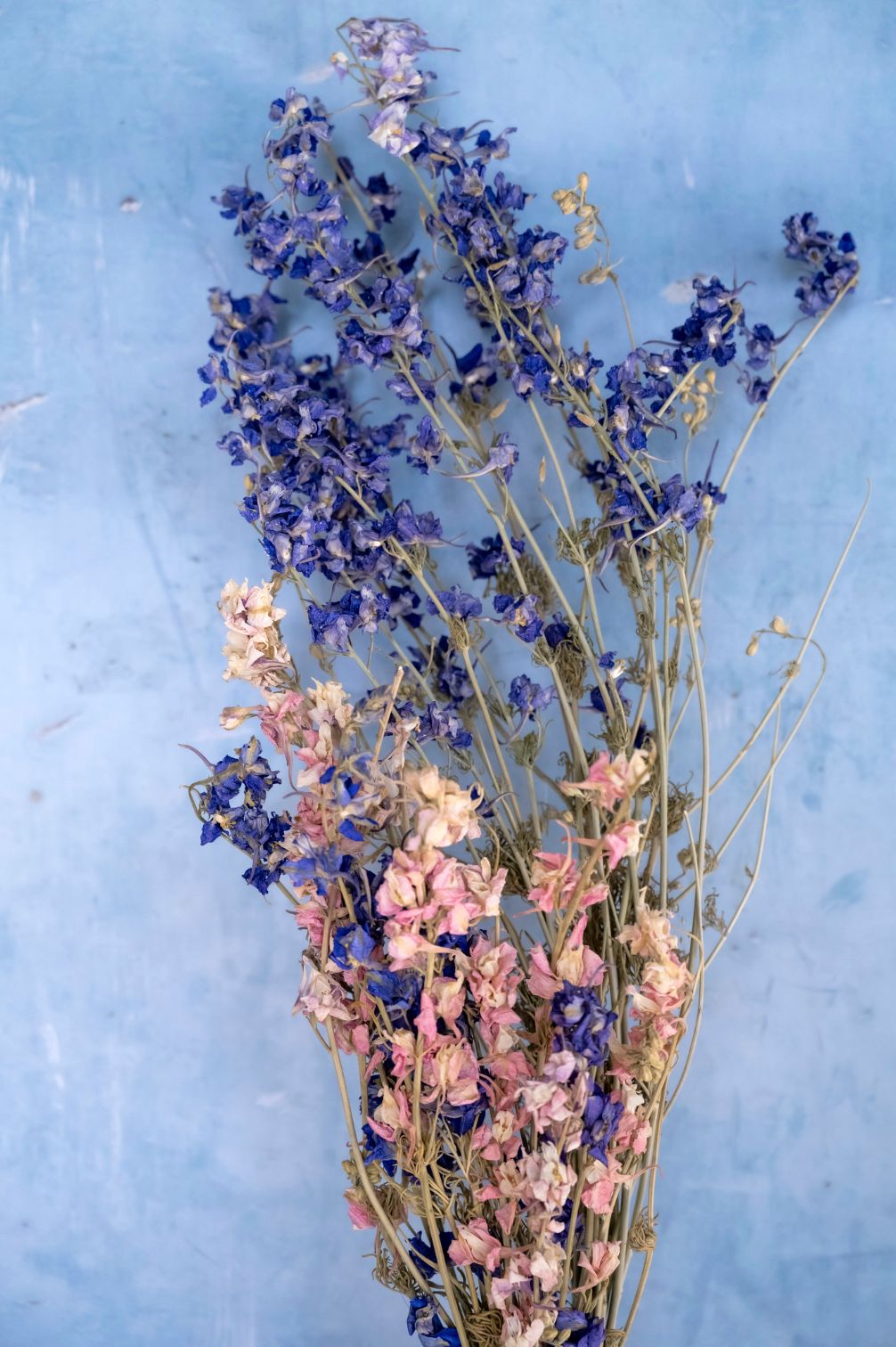 Blau und rosa Gartenrittersporn auf blauem Hintergrund