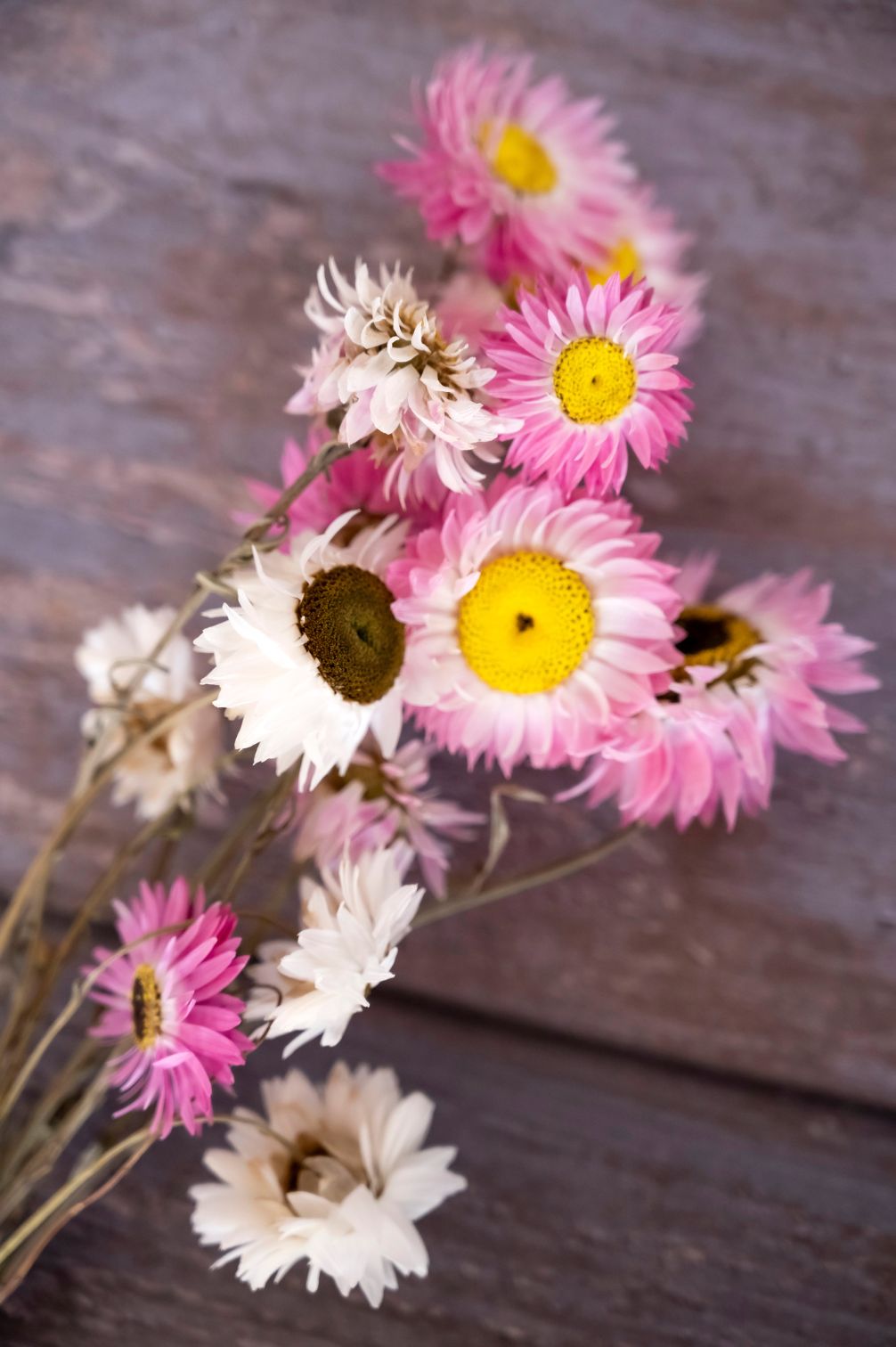 Getrockneter Sonnenfluegel weiss und rosa