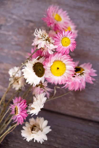Getrockneter Sonnenfluegel weiss und rosa