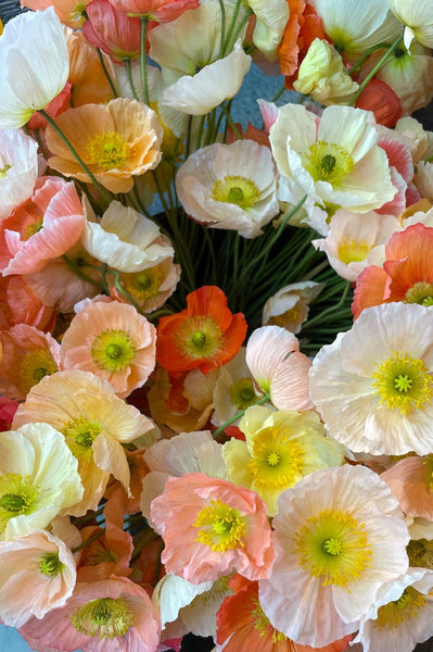 islandmohn saatgut Islandmohn – bio – My Cottage Garden