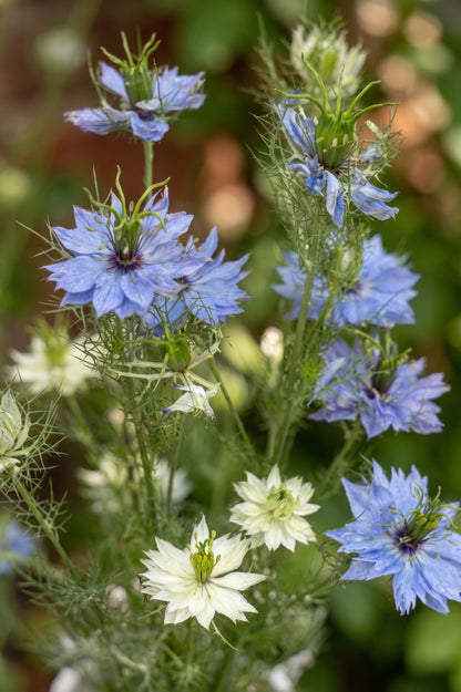 Jungfer im Grünen – bio