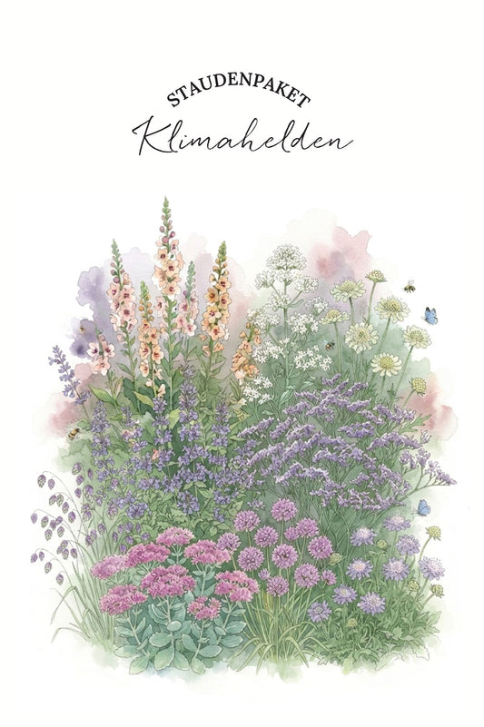 Bio-Staudenpaket "Klimahelden" – 16 Pflanzen
