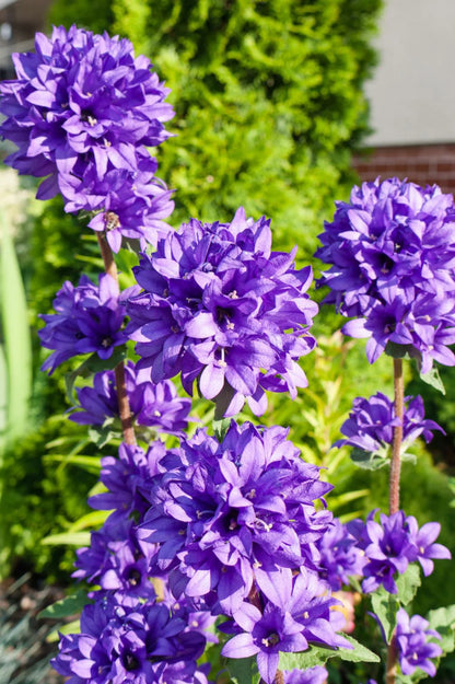 Heimische Wildblumen – 9 Packungen