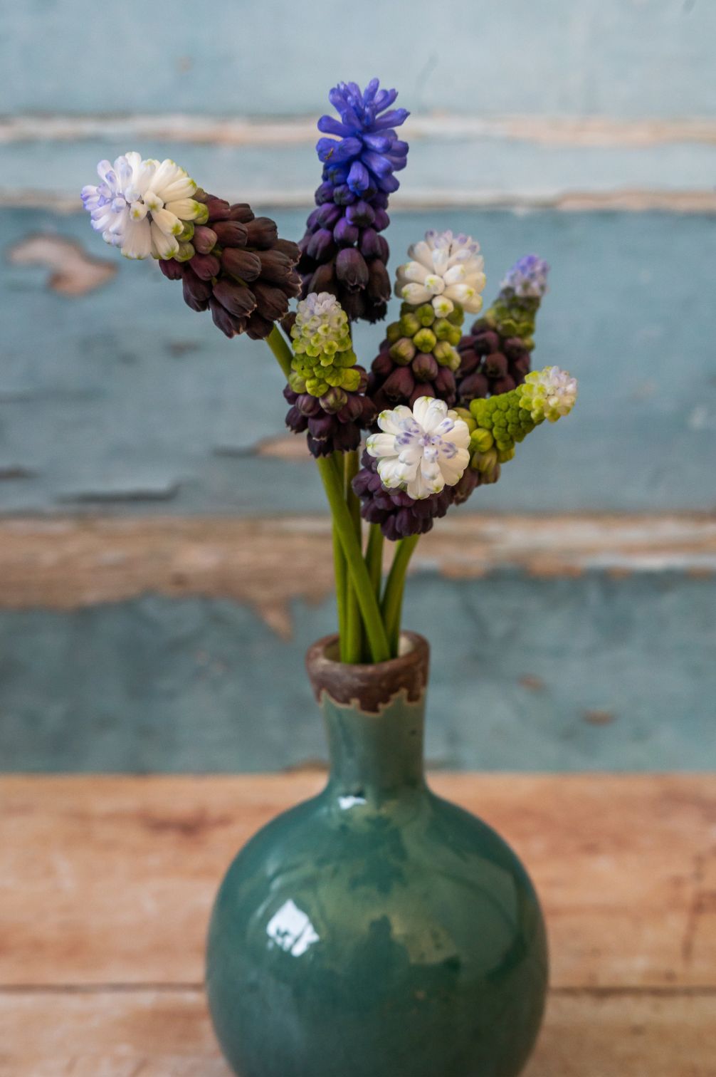 Traubenhyazinthe "Grape Ice" – 10 Zwiebeln