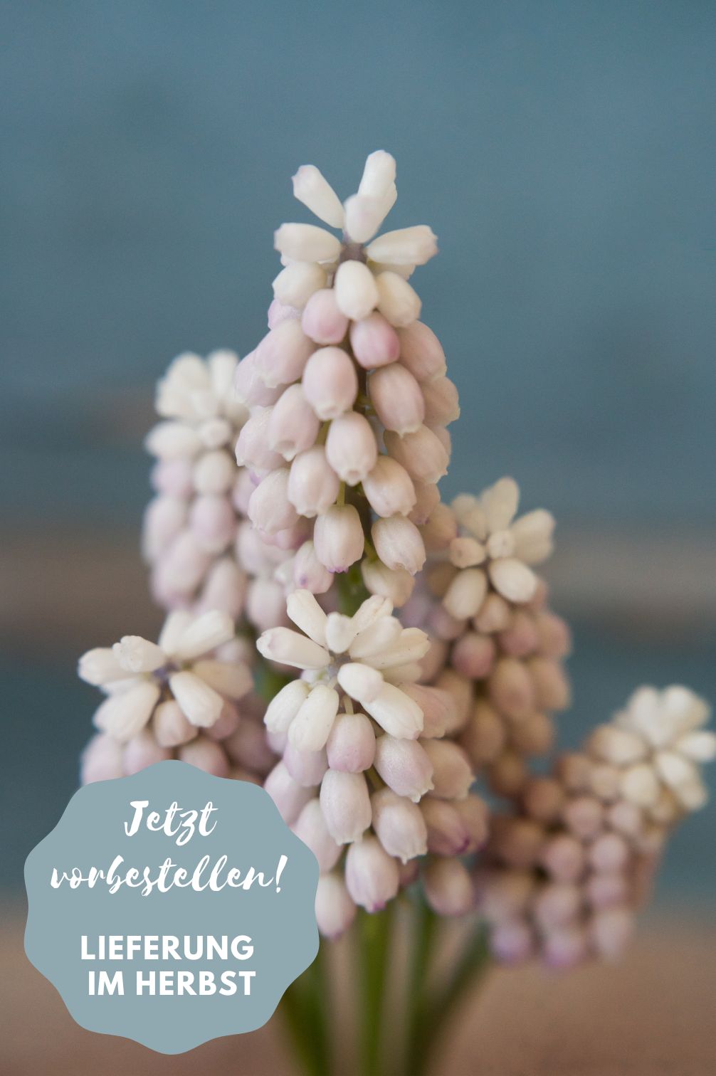 Traubenhyazinthe "Pink Sunrise" – 10 Zwiebeln