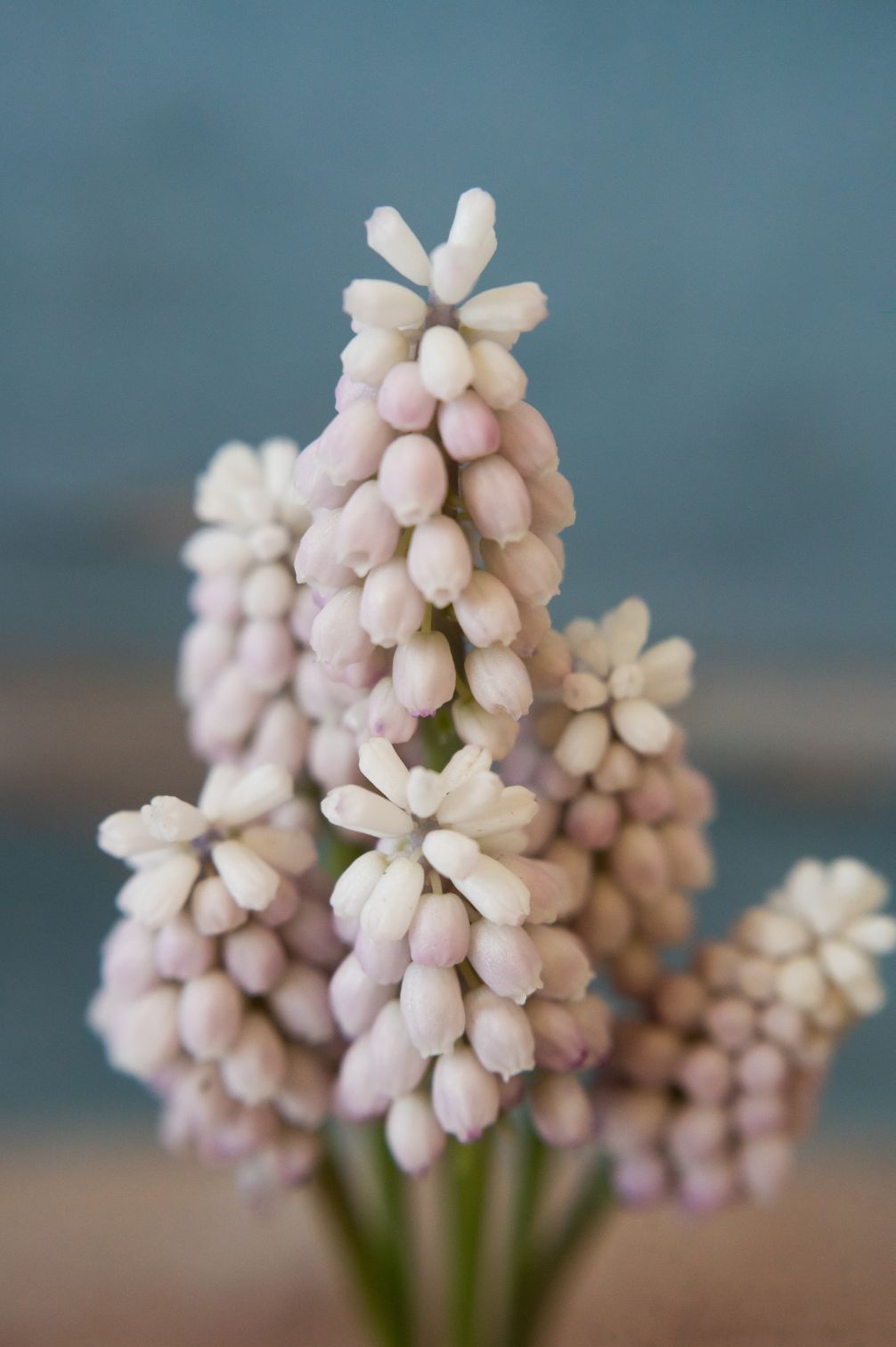Traubenhyazinthe "Pink Sunrise" – 10 Zwiebeln