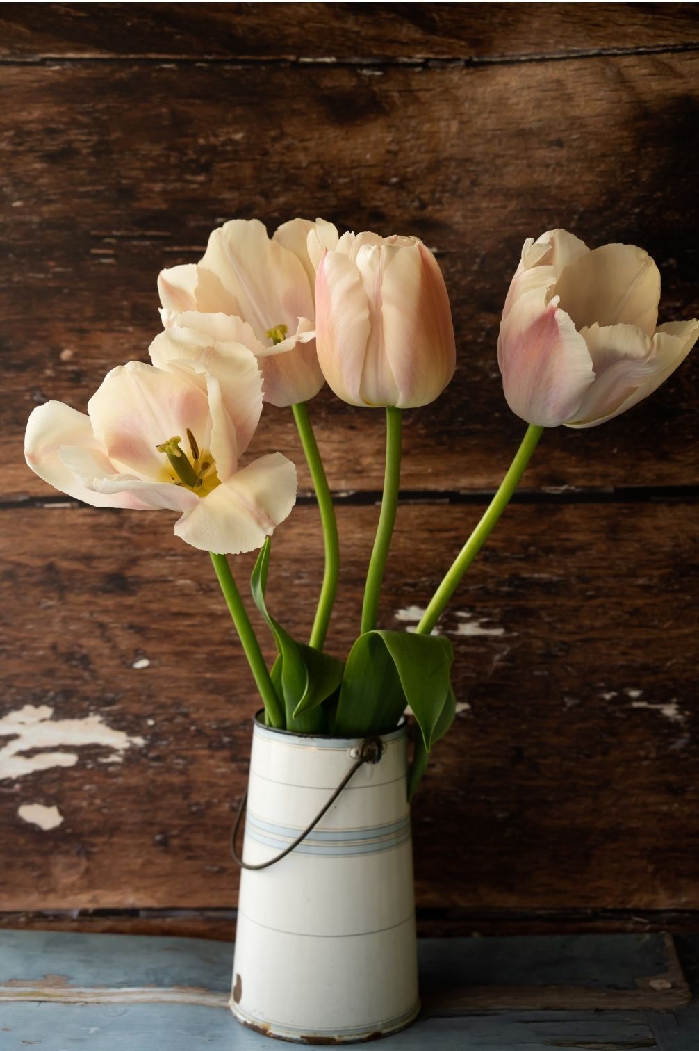 Tulpe Apricot Pride