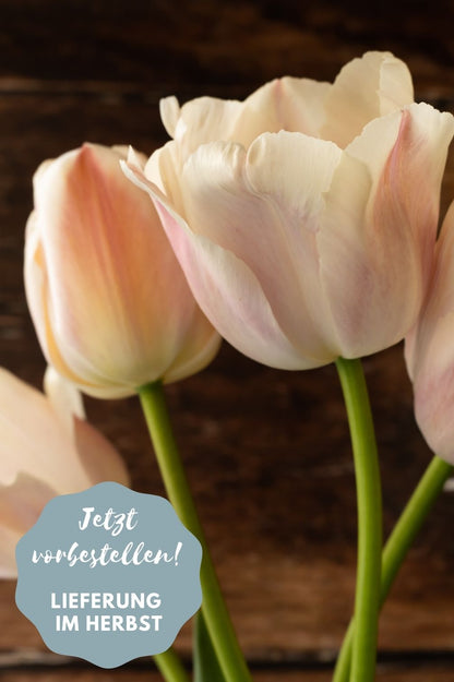 Tulpe Apricot Pride