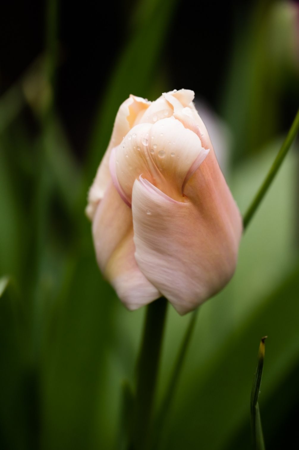 Tulpe Apricot Pride
