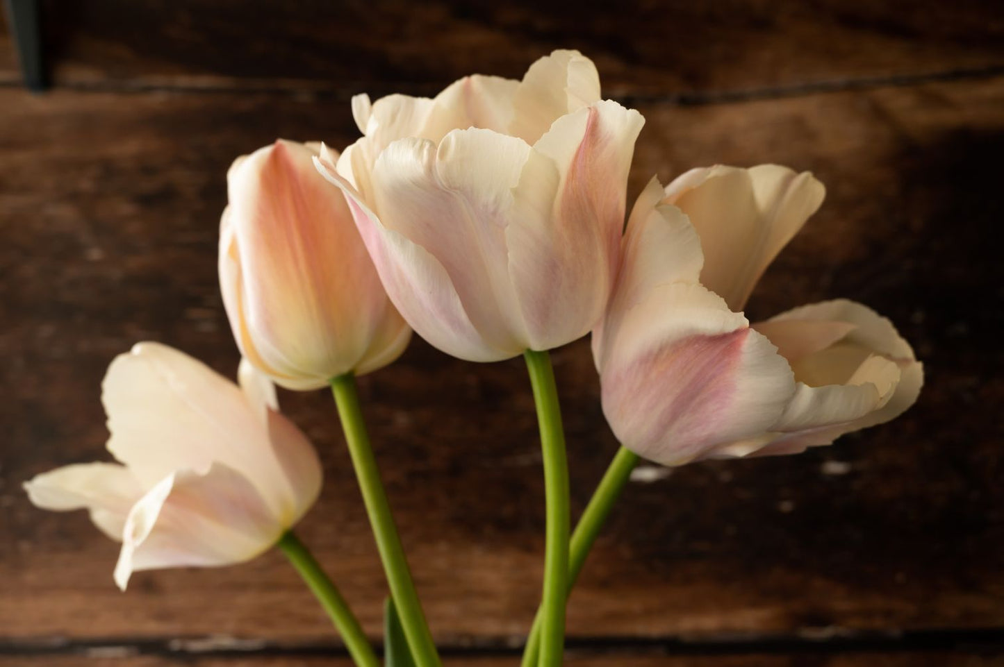 Tulpe Apricot Pride