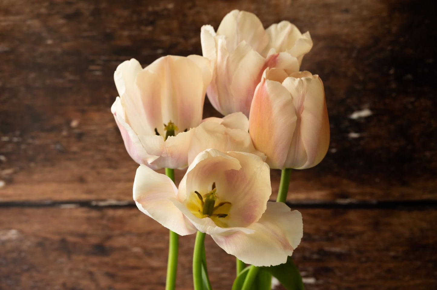 Tulpe Apricot Pride