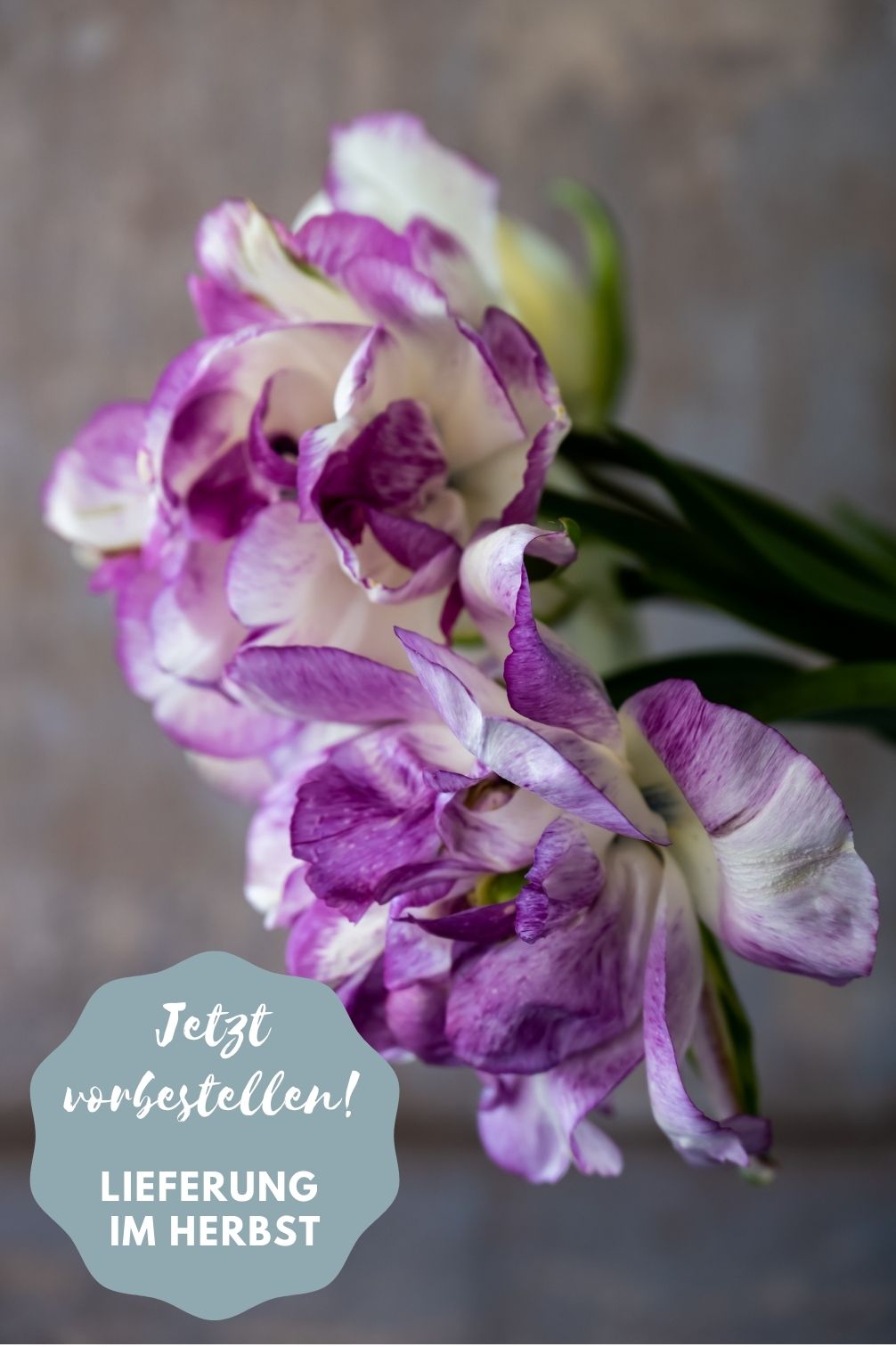 Tulpe Double Shirley