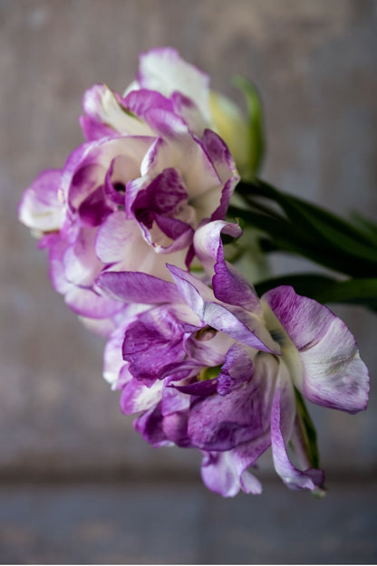 Tulpe Double Shirley
