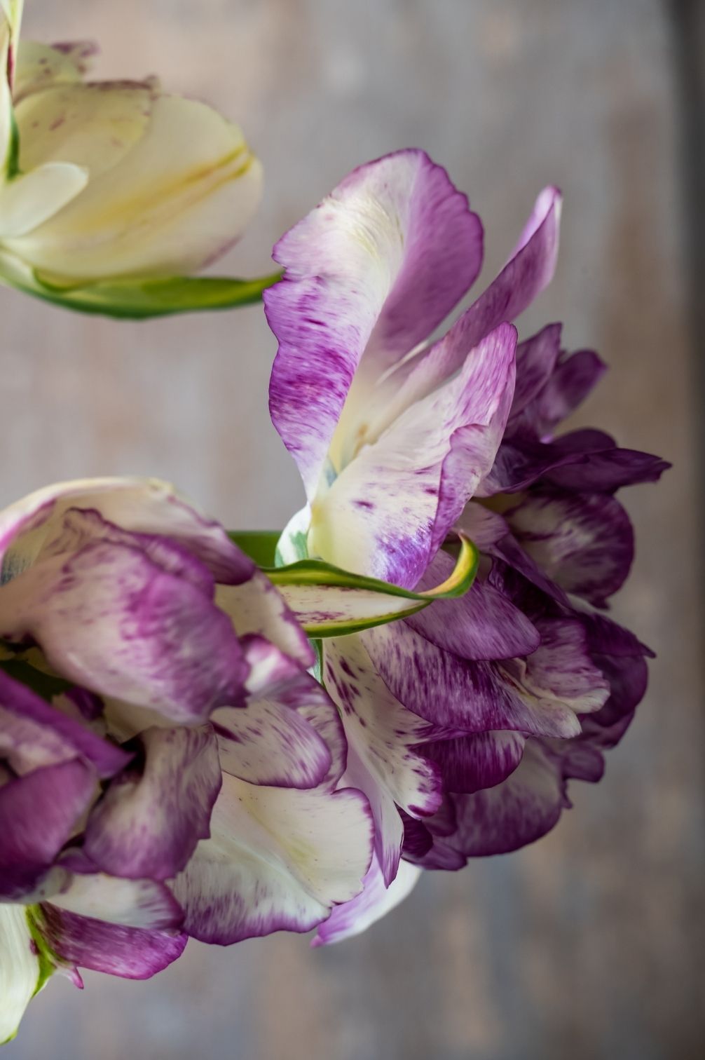 Tulpe Double Shirley